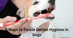 5 Ways to Tackle Dental Hygiene in Dogs