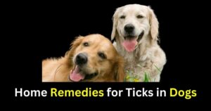 Home Remedies for Ticks in Dogs