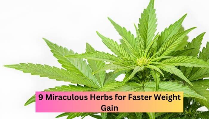9 Miraculous Herbs for Faster Weight Gain